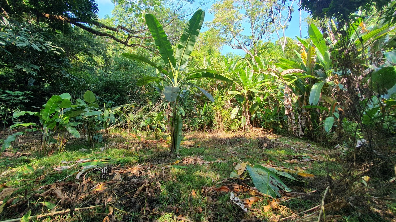 Conservation and Development Land for Sale