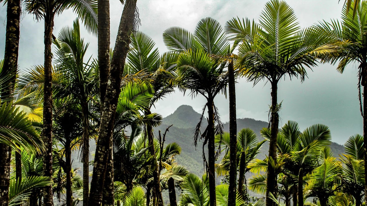 trees by the mountains