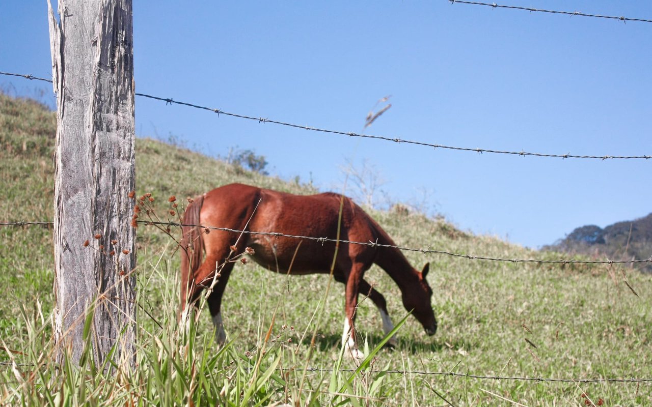 Horse and Farm Names