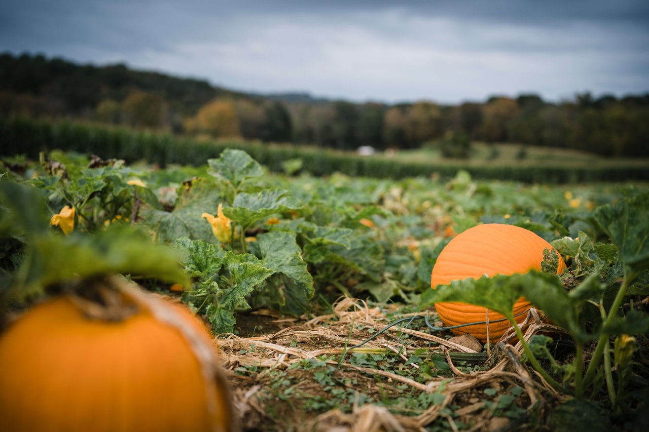 Fall Fun Unleashed: Pumpkin Picking and Kid-Friendly Adventures in Northern NJ