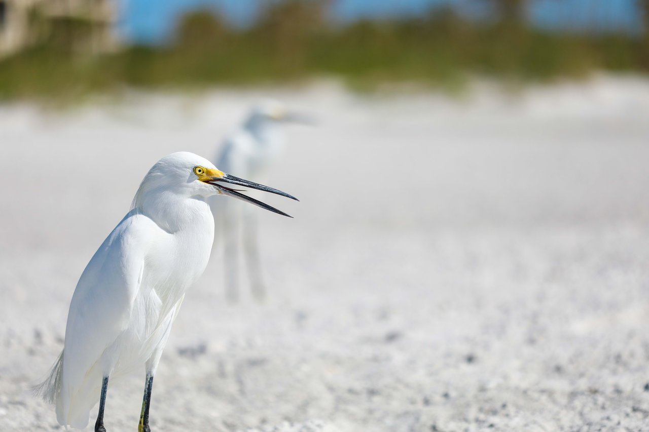 Longboat Key