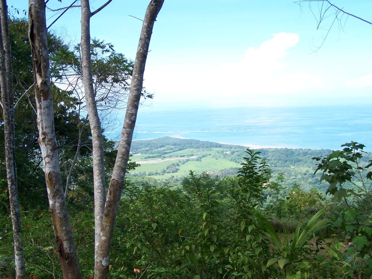 79 ACRES – Amazing Farm On Ridge Top With Whales Tail Ocean Views And 800 Exotic Tropical Fruit Trees!