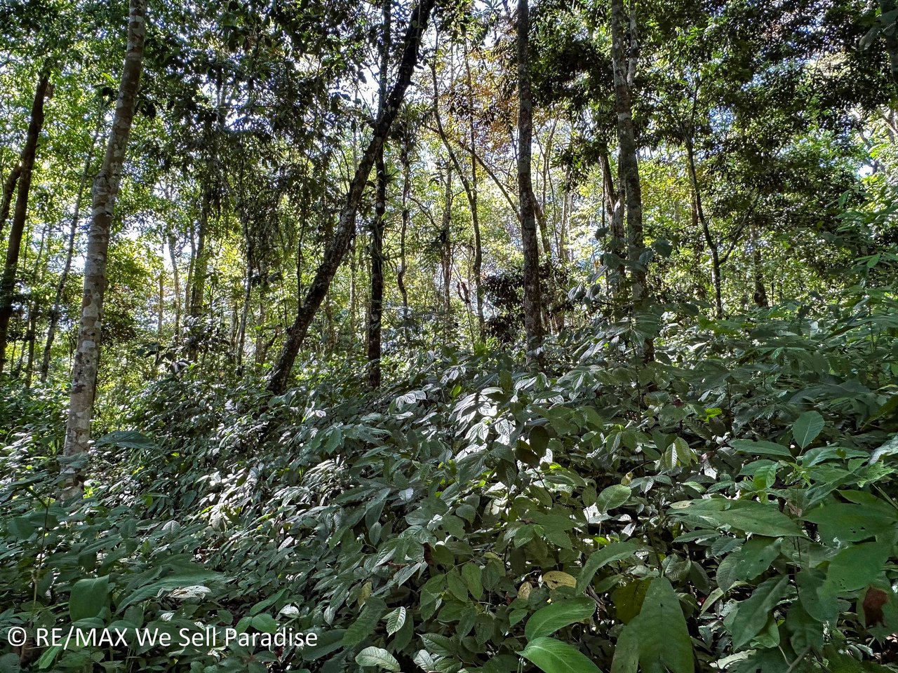 A large jungle-clad piece of land with mountain views, internal creek, and river frontage.