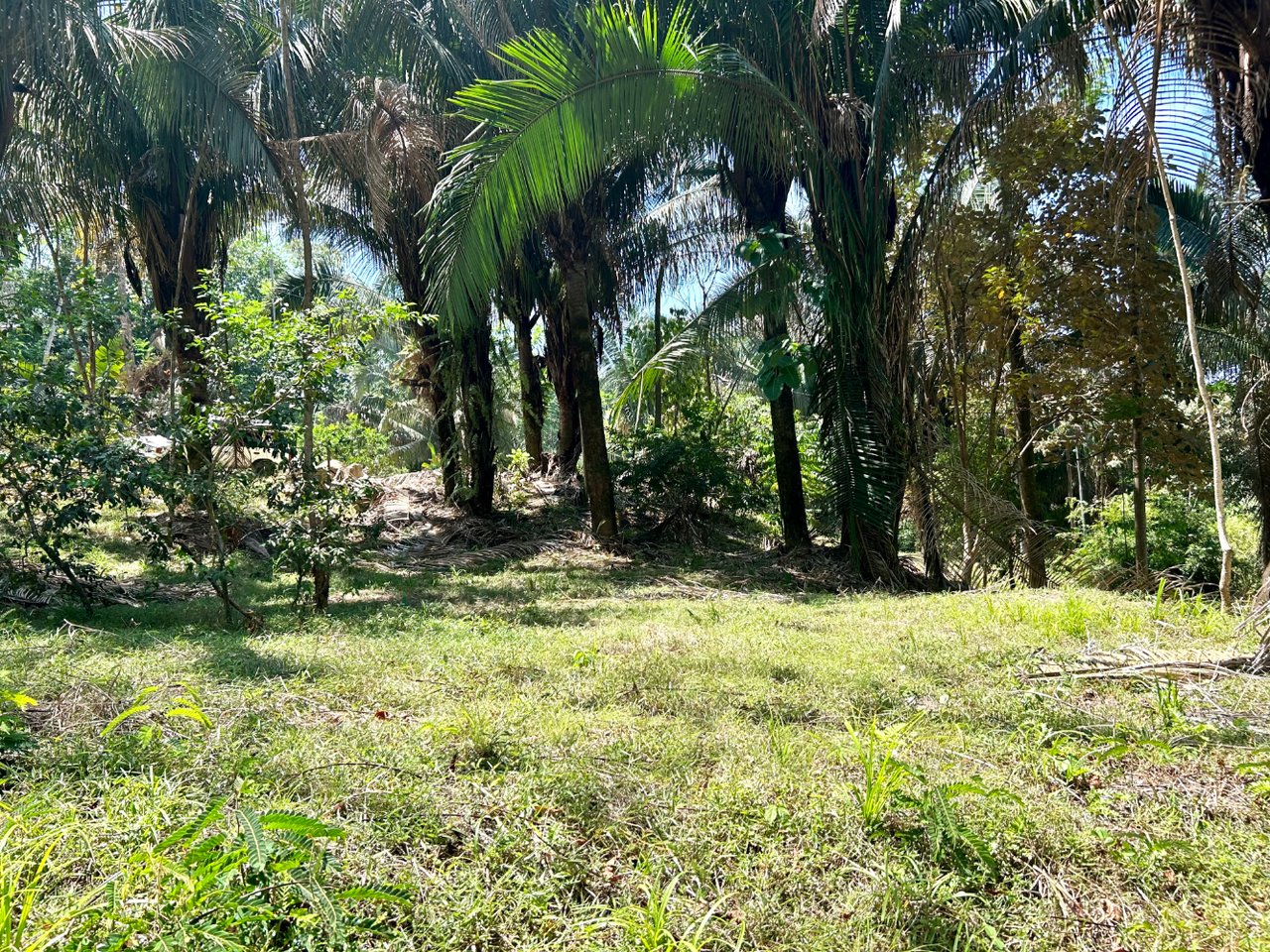 Tranquil Forest Development Land, Dominical, Puntarenas