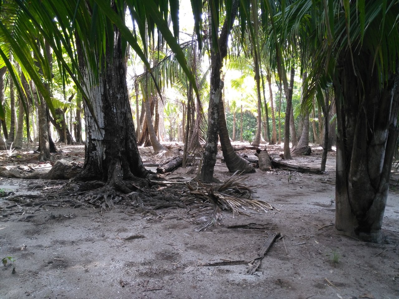 Private Secluded Beachfront Lot, Santa Teresa, Puntarenas