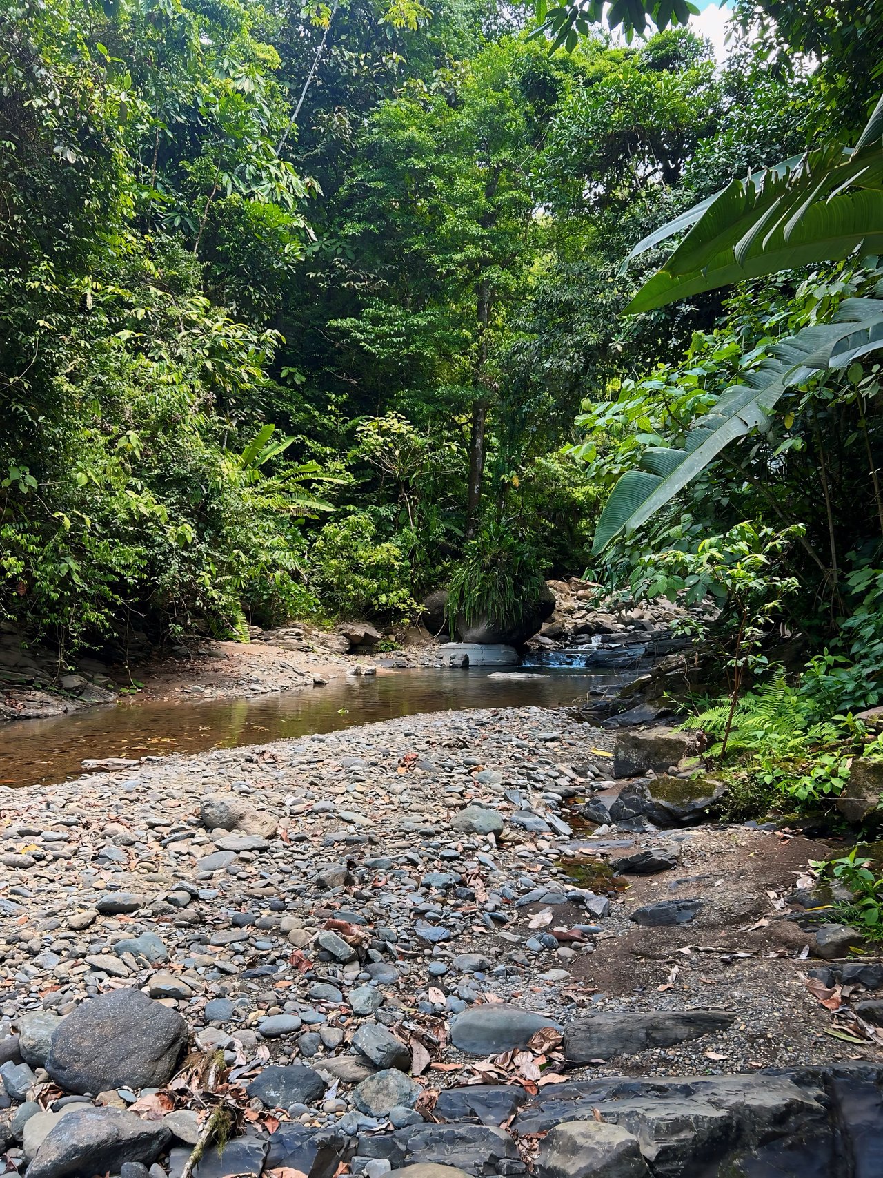 Finca Cerro del Tigre!   Over 20 Acres of Primary Forest and  Waterfalls. 