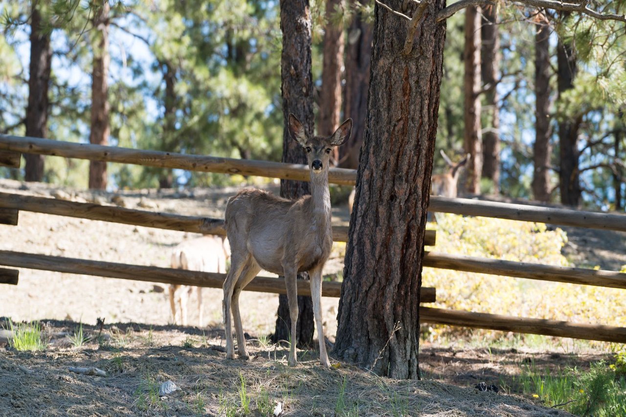 Pine Ridge Ranch
