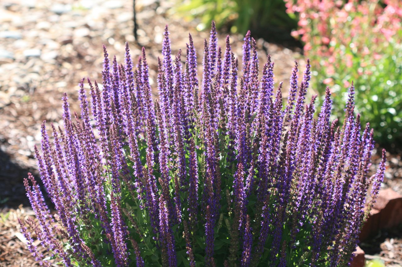 5 Shade-Loving Plants for Your Yard