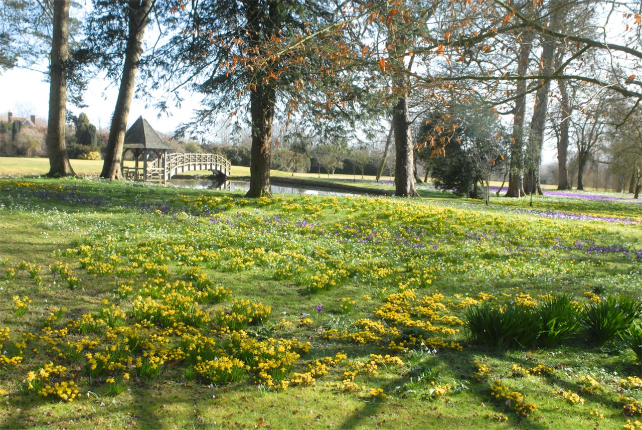 wildflowers