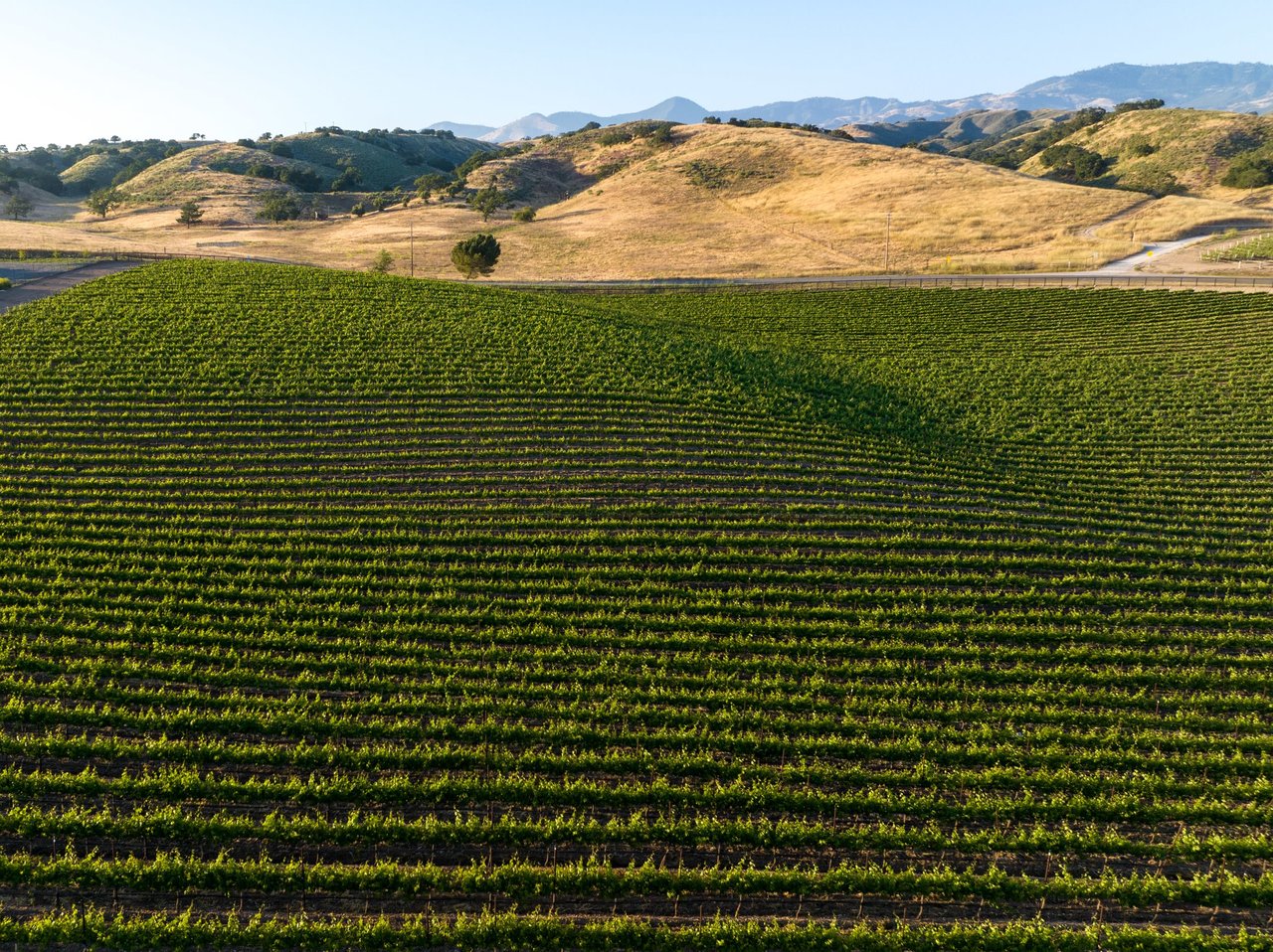 Build your Dream Vineyard Estate