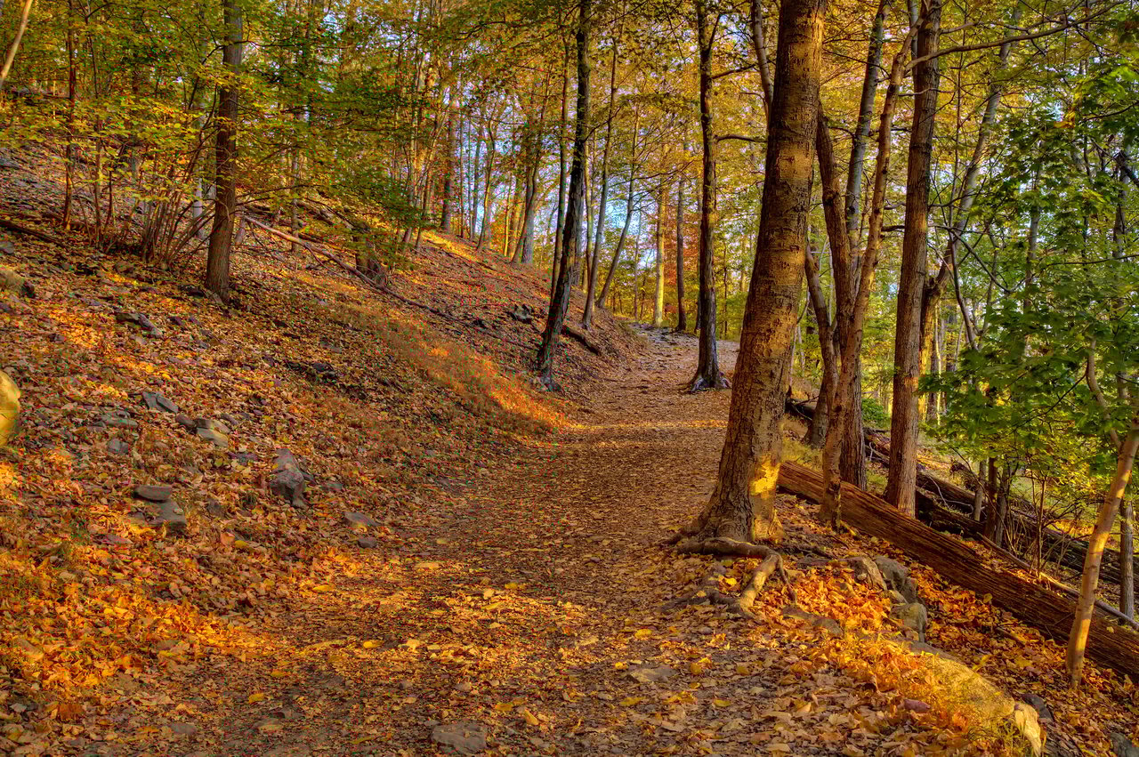  A serene forest trail during autumn, carpeted with an abundance of fallen leaves in shades of orange and brown.