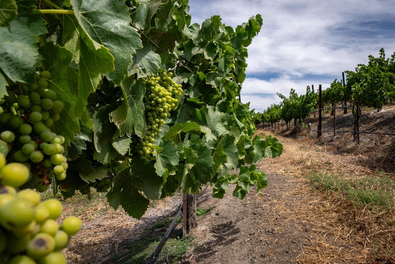 Grapes in a vineyard in Paso Robles