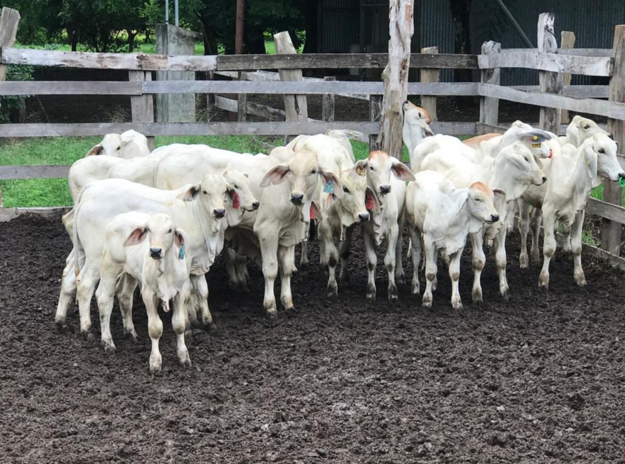 Strategic Cattle Ranch Development, Tamarindo, Guanacaste