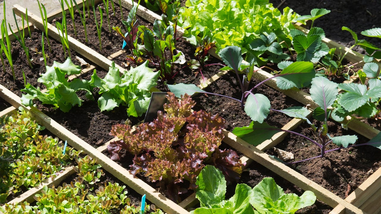 Gardening in Austin