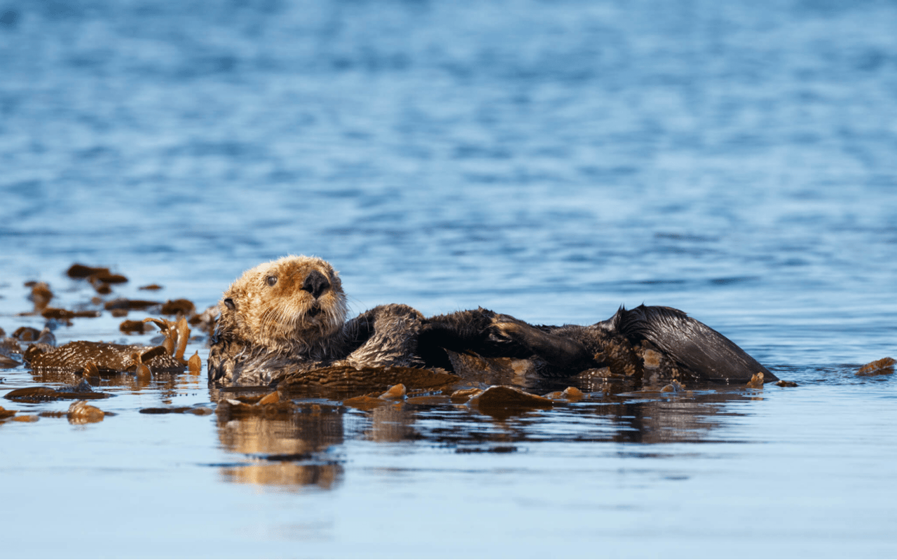 Things to Do in and around Pebble Beach