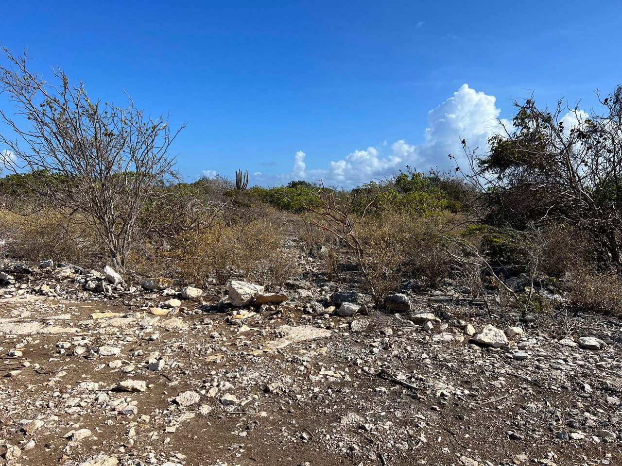 779 .526 Acres at Loblolly Bay