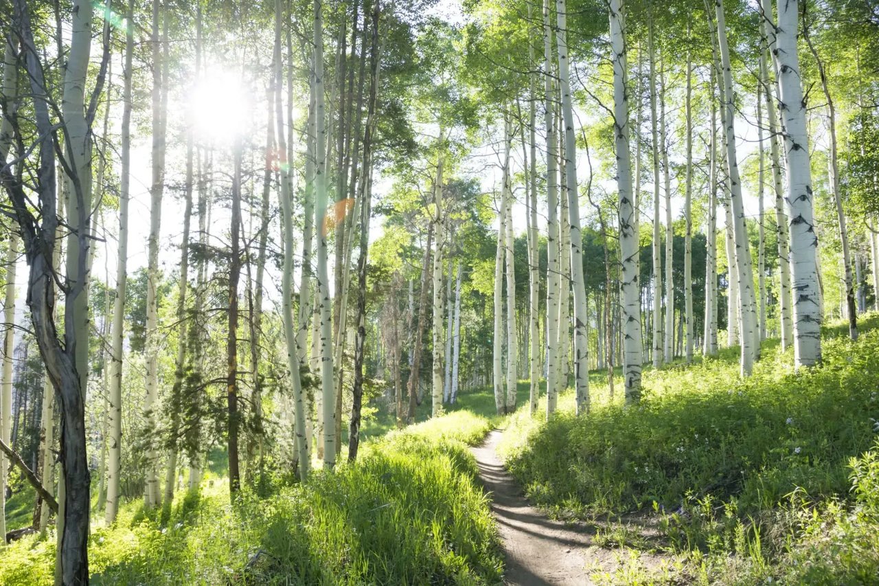 A sunlit path winds through a grove of tall aspen trees with white bark.