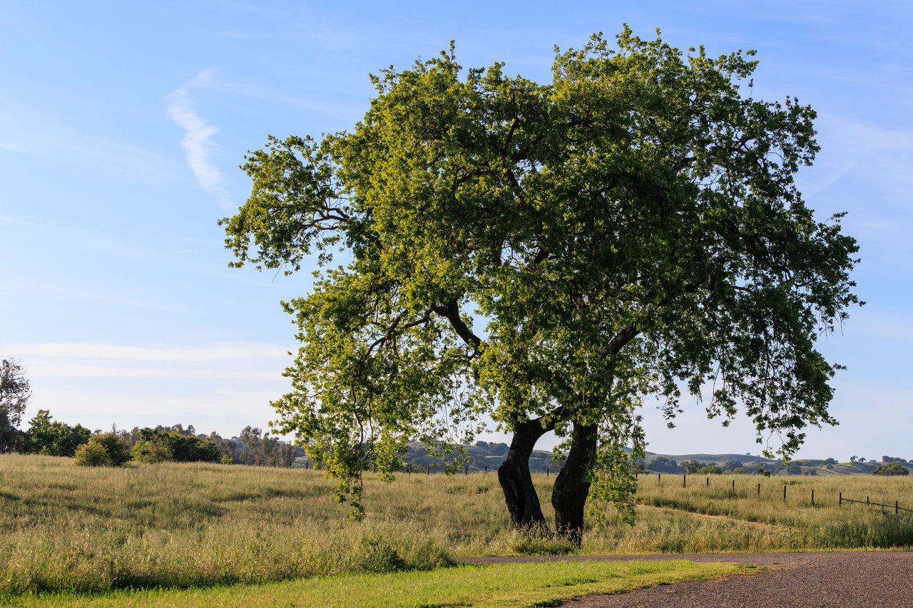 RARE LAND OPPORTUNITY IN LOS OLIVOS