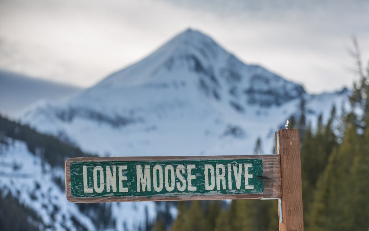 Lone Moose