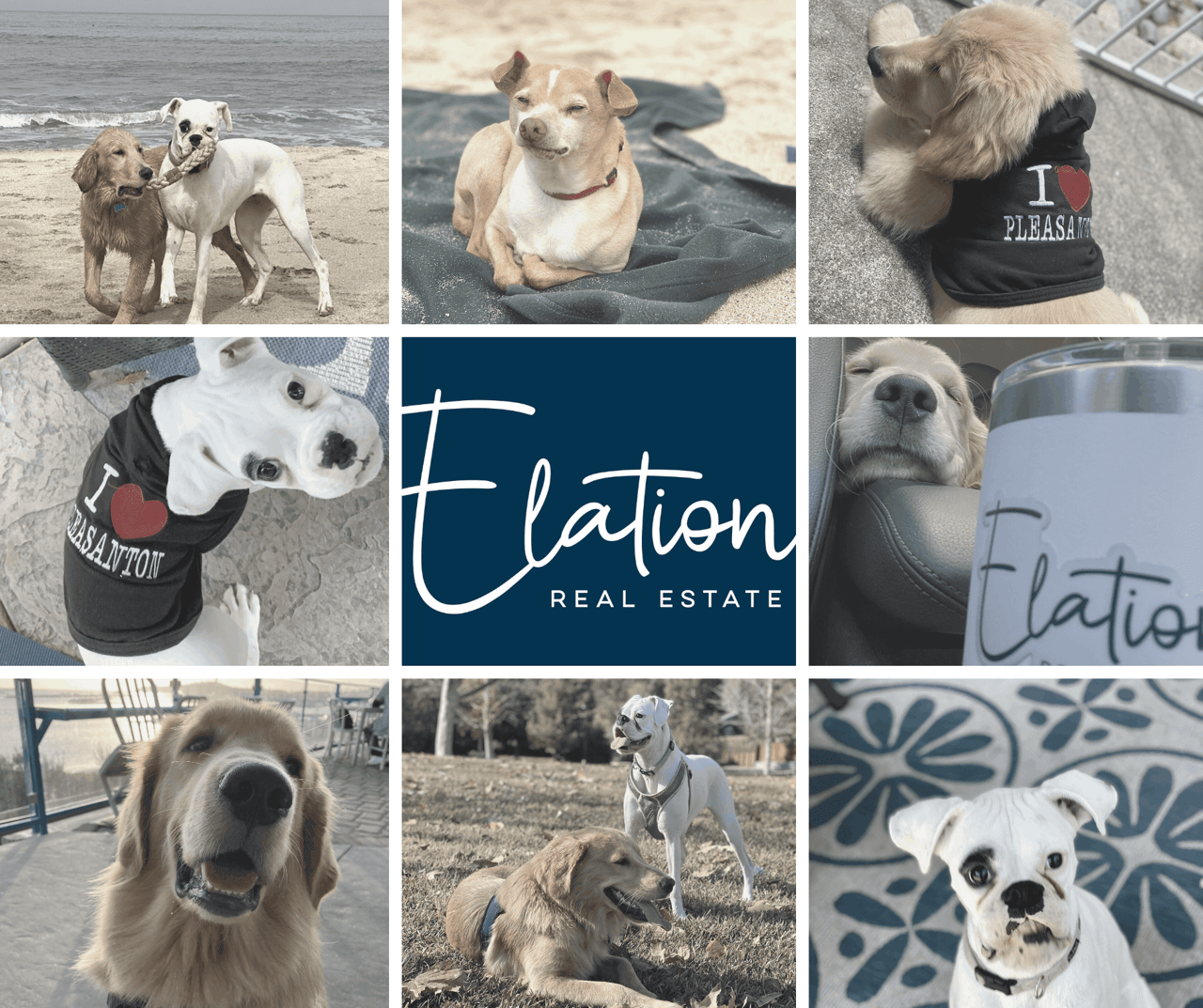 A day in the life… of a Realtor’s dog.