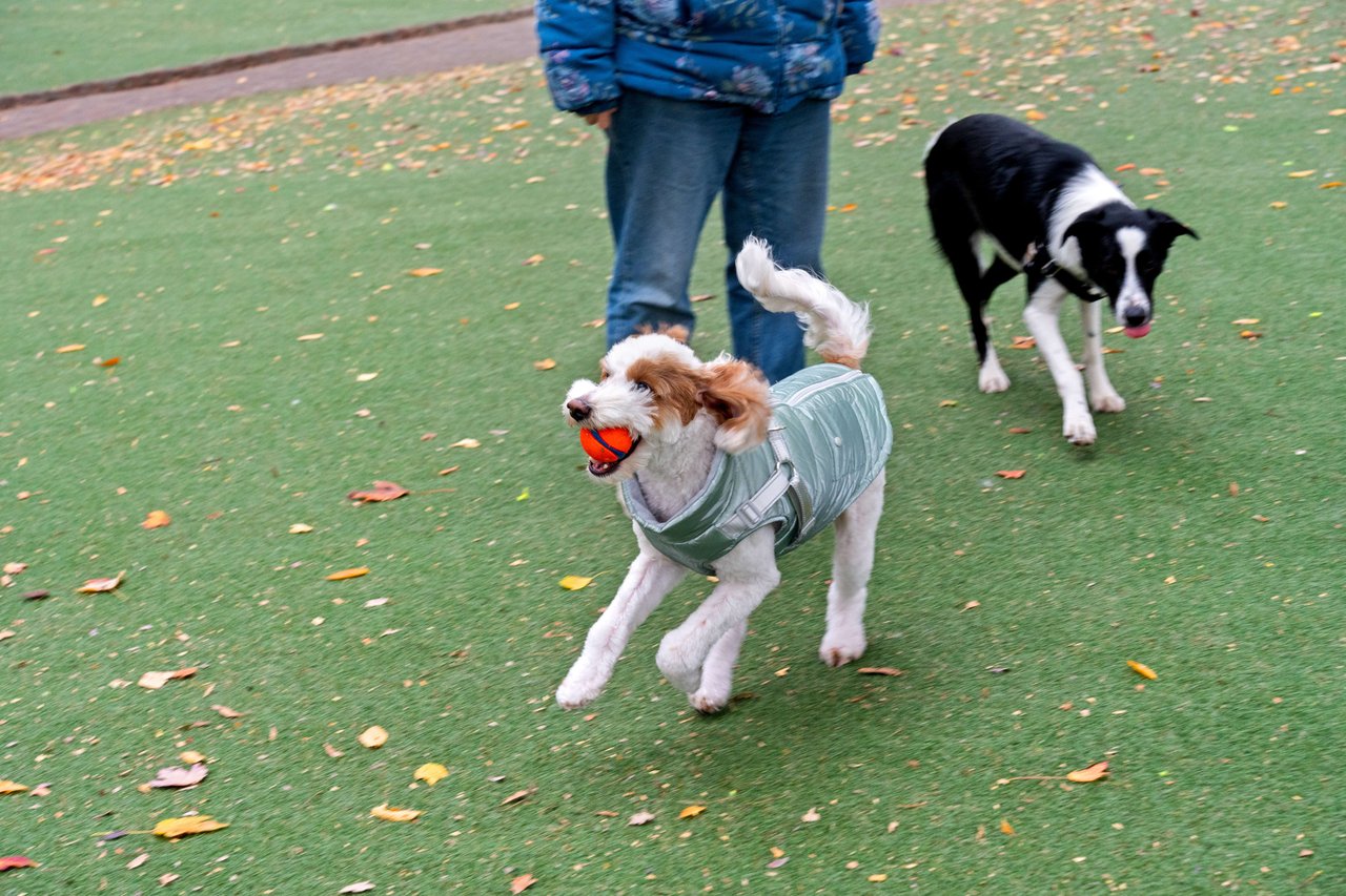 🐾 Exploring Philadelphia’s Dog Parks with Brooke and Indy 🐾