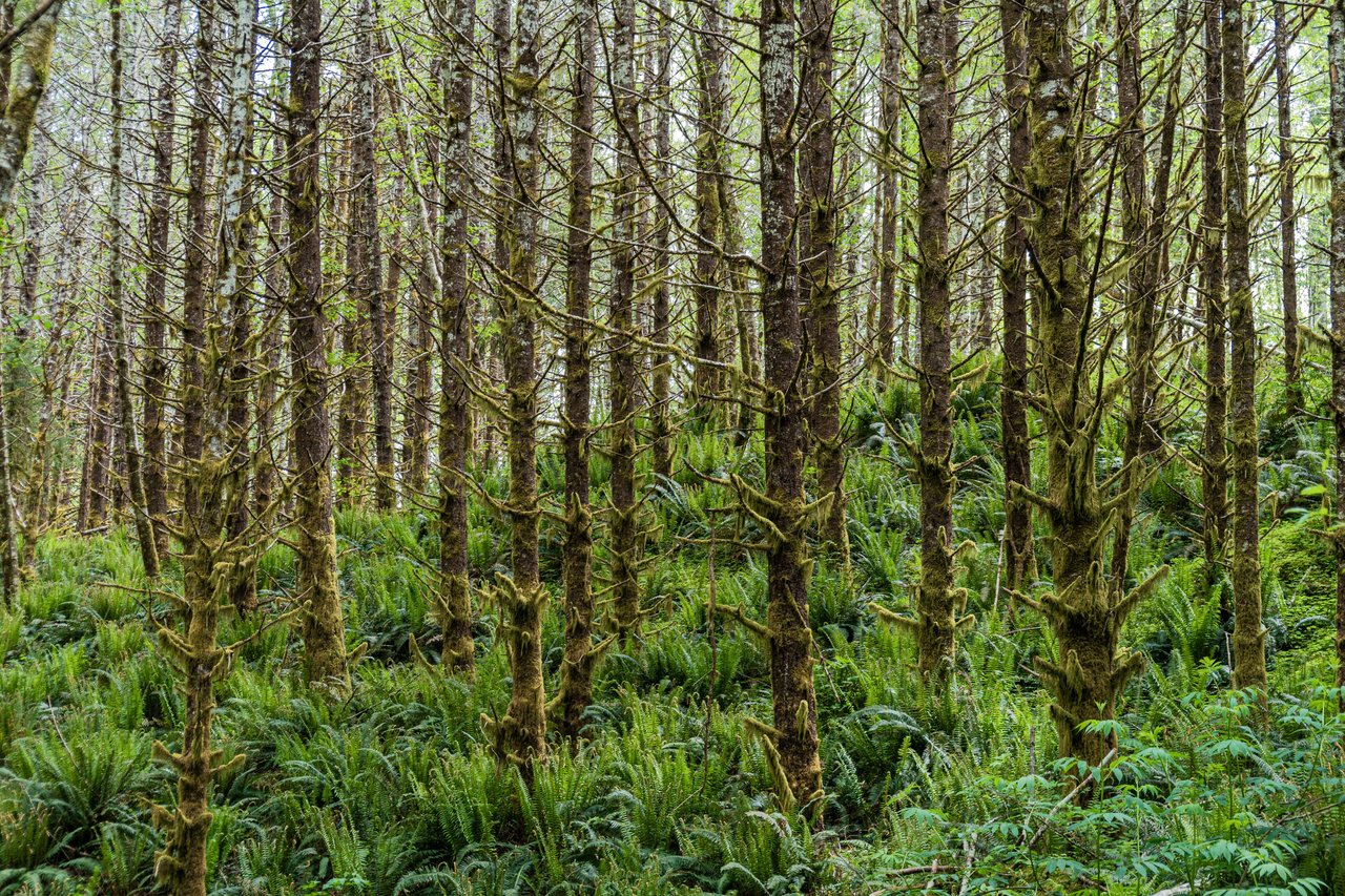 Three Rivers Conservation Project - Ensuring Roosevelt Elk Habitat