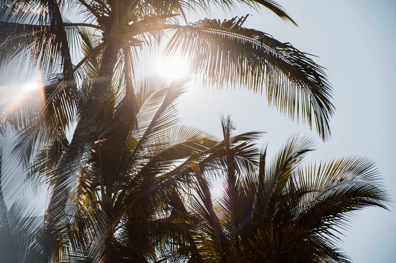 Palm trees swaying in the wind with the sun shining through their leaves.