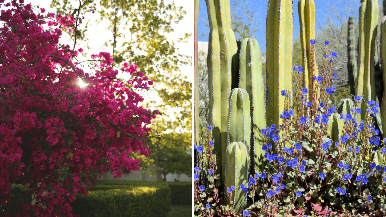 Plants That Thrive In The Desert