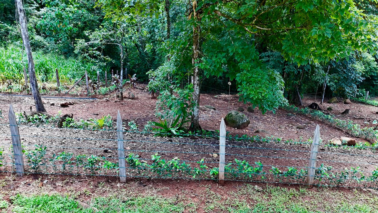 Jungle Side Lots in Uvita, Walking Distance to Amenities