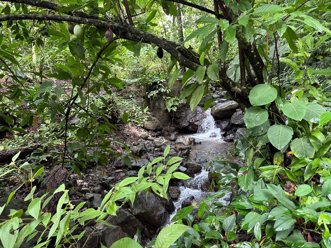 Prime 9.4-Acre Ocean View Land in Golfito