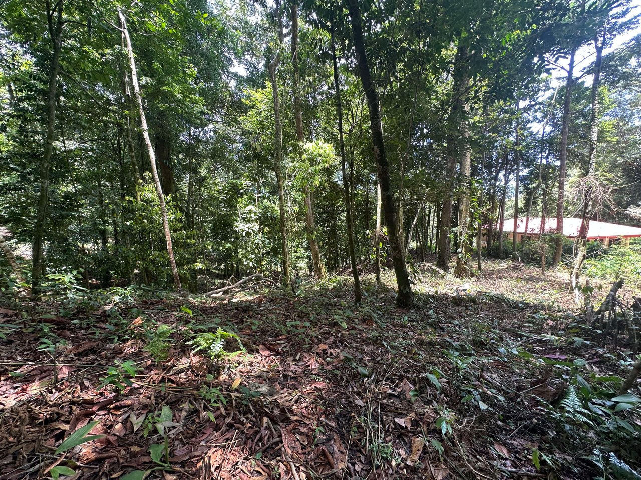 1.6 Acres Land Parcel in Ballena, Jungle Views.