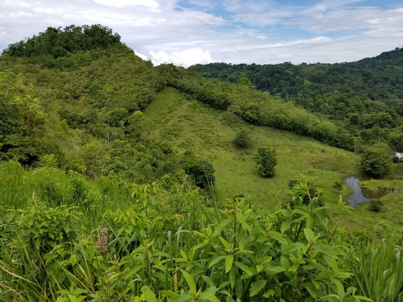Sustainable Organic Farm, Osa, Puntarenas
