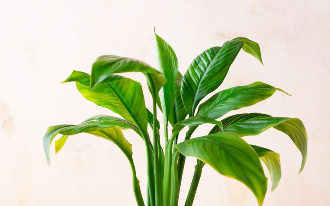 3 Creative Ways to Use Plants to Help Sell Your Home