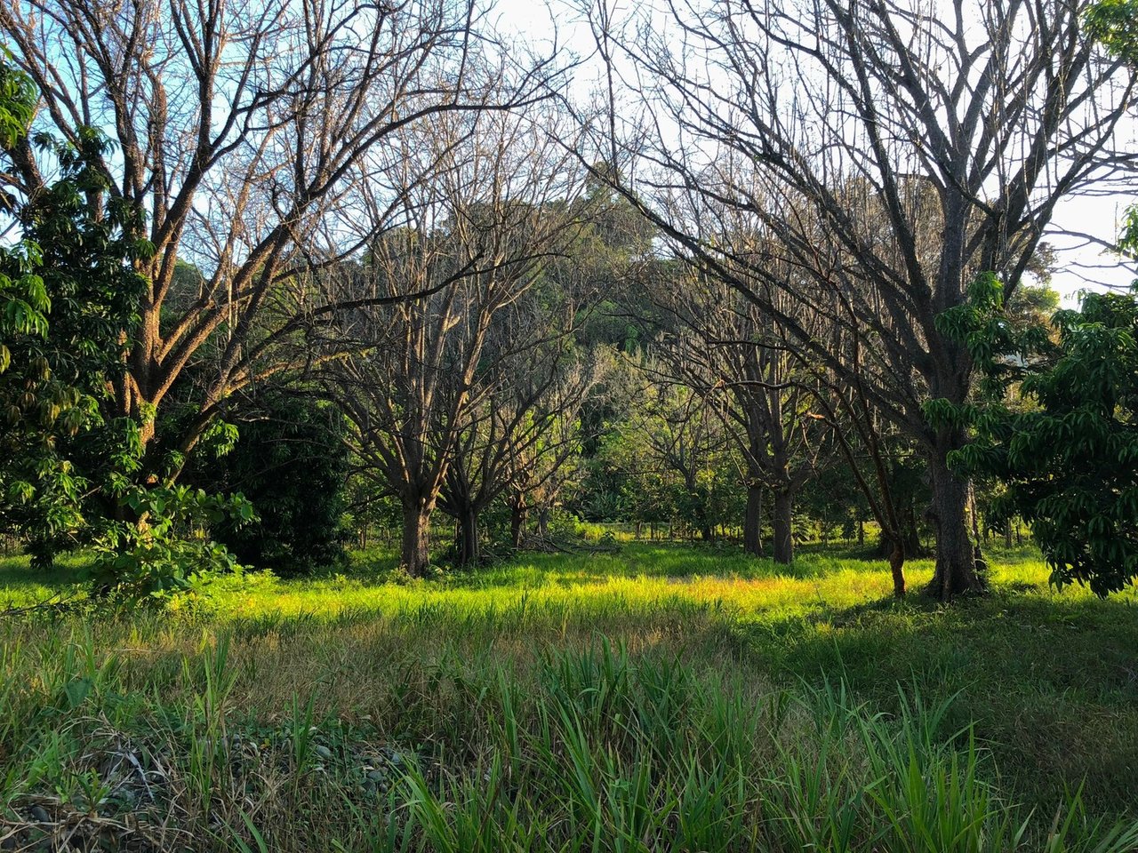 Coastal Development Land, Dominical, Puntarenas