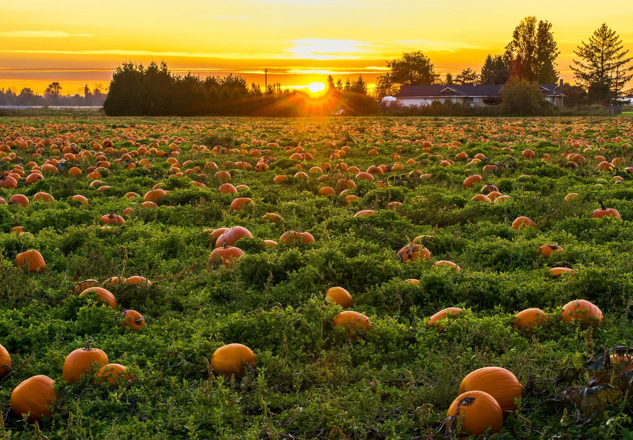 The 26th Annual Tuscany Pumpkin Giveaway For the Calgary Food Bank