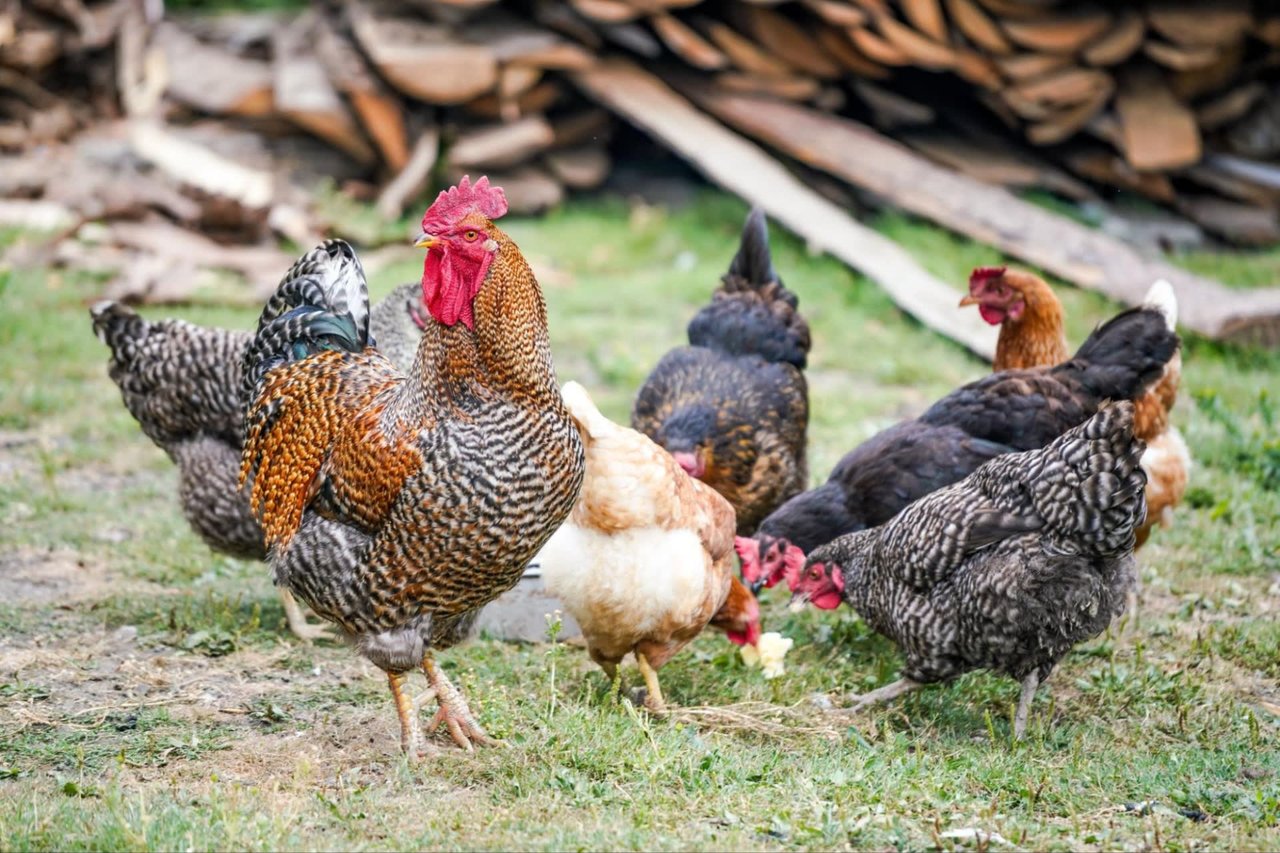 How to Start Raising Chickens