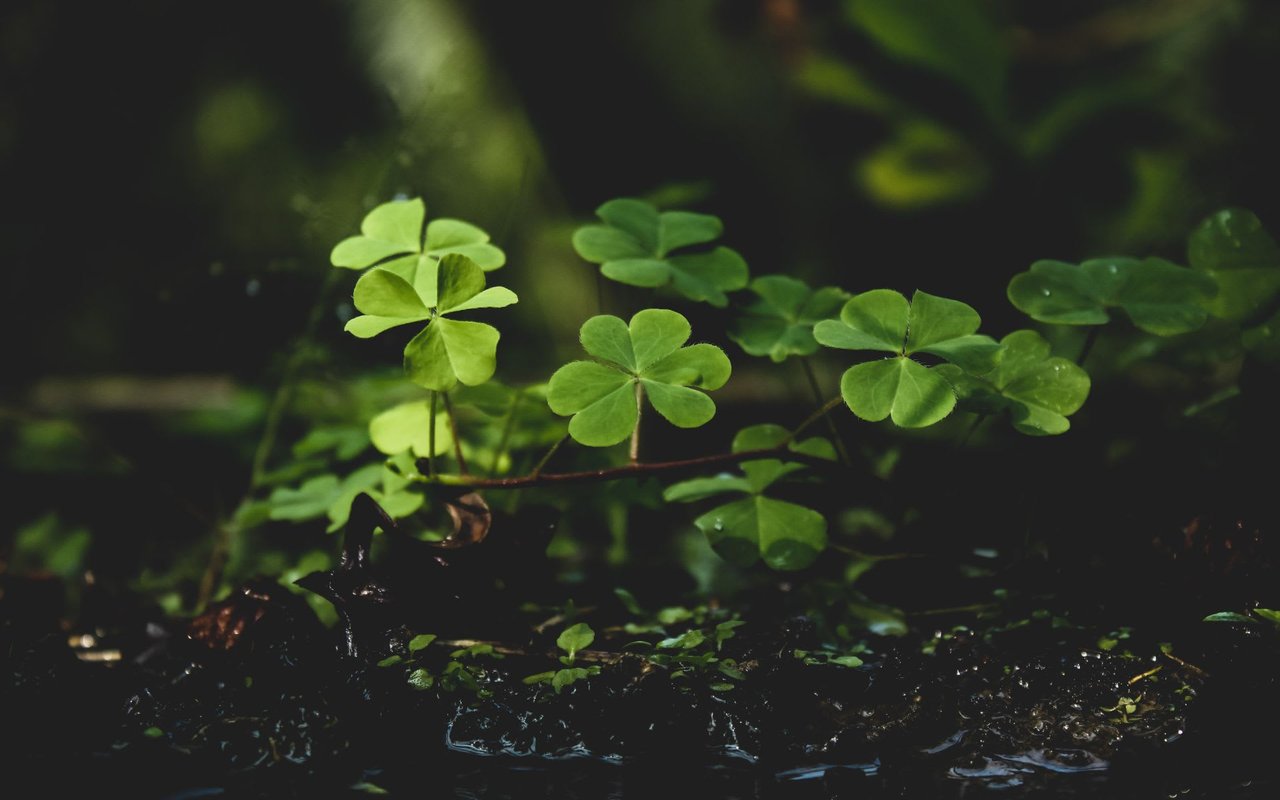 St. Patricks Day