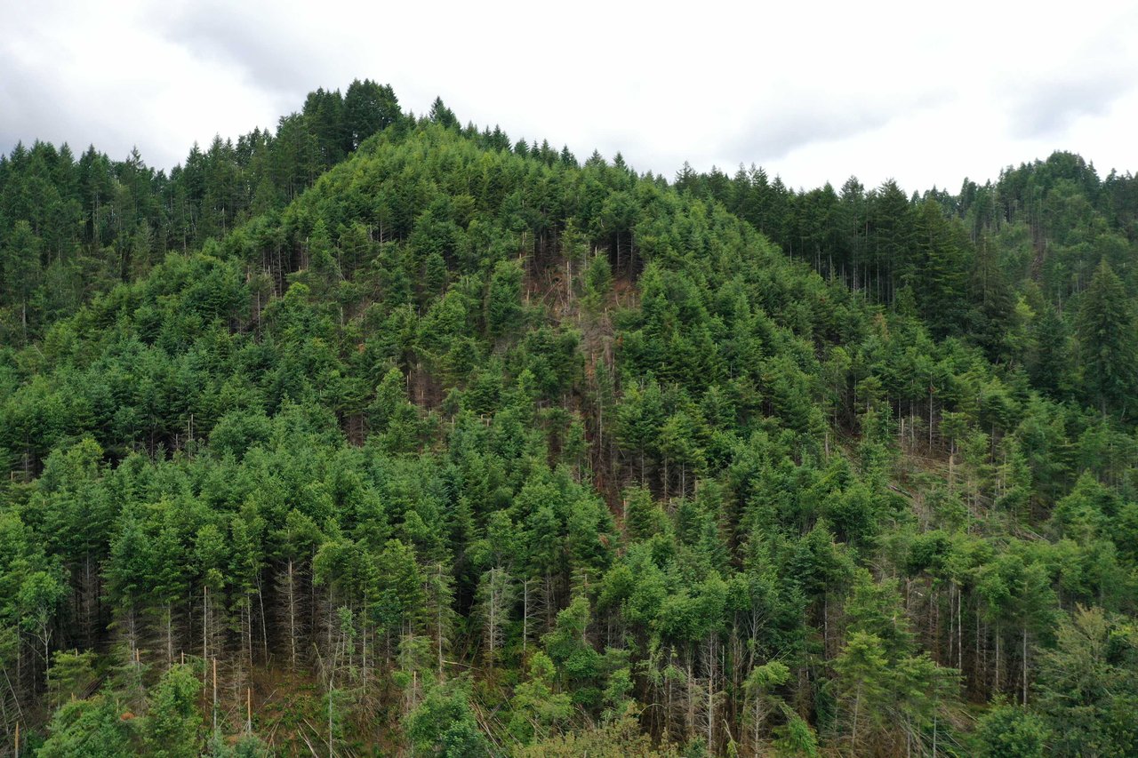 Rust Road Forest
