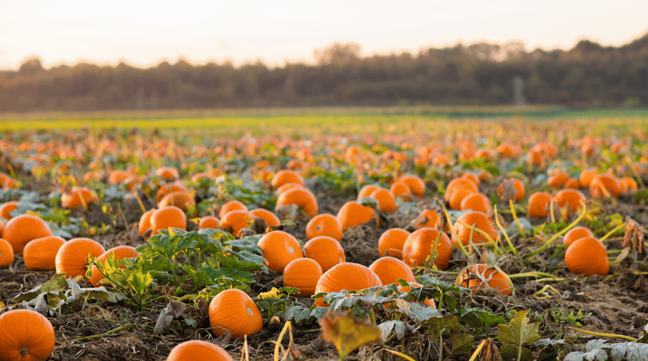 The Best Pumpkin Patches and Orchards in Atlanta for Fall Fun