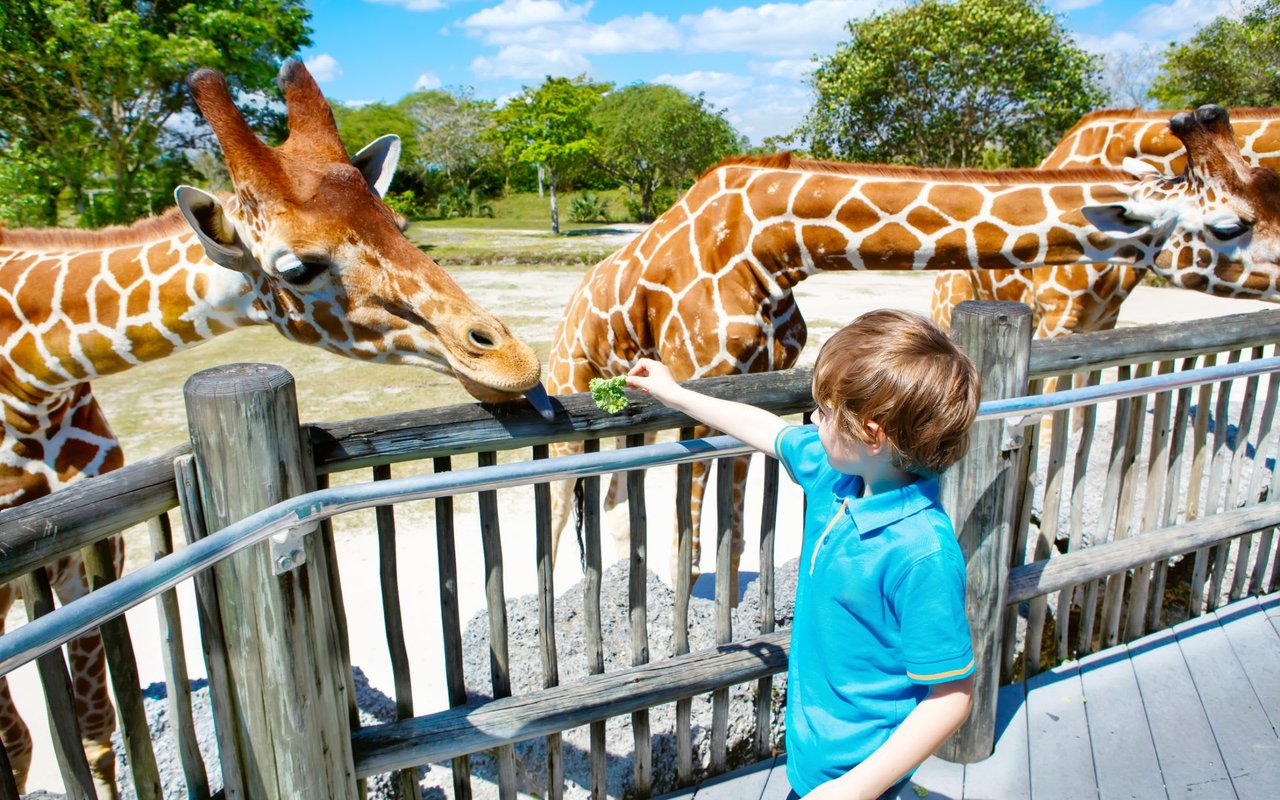 Denver’s Scfd Free Days for 2018 – Visit the Zoo, Museums, Theaters + More!