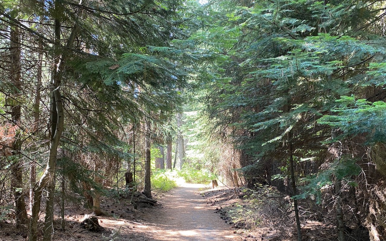 a hike path surrounded by trees