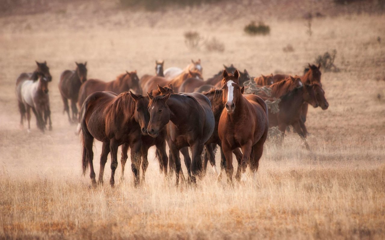 Los Poblanos Ranch