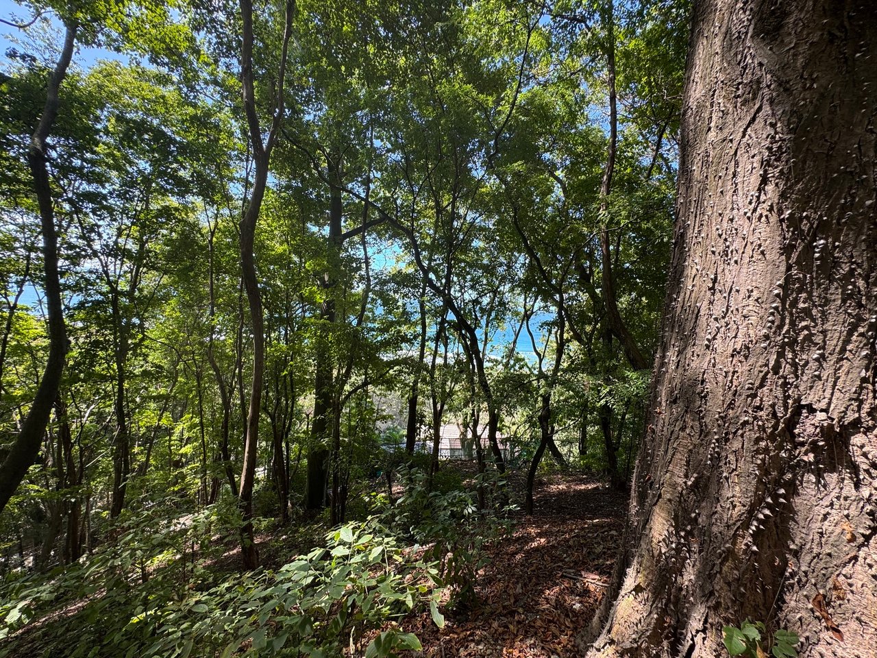 Commercial Ocean View Lot, Santa Teresa, Puntarenas