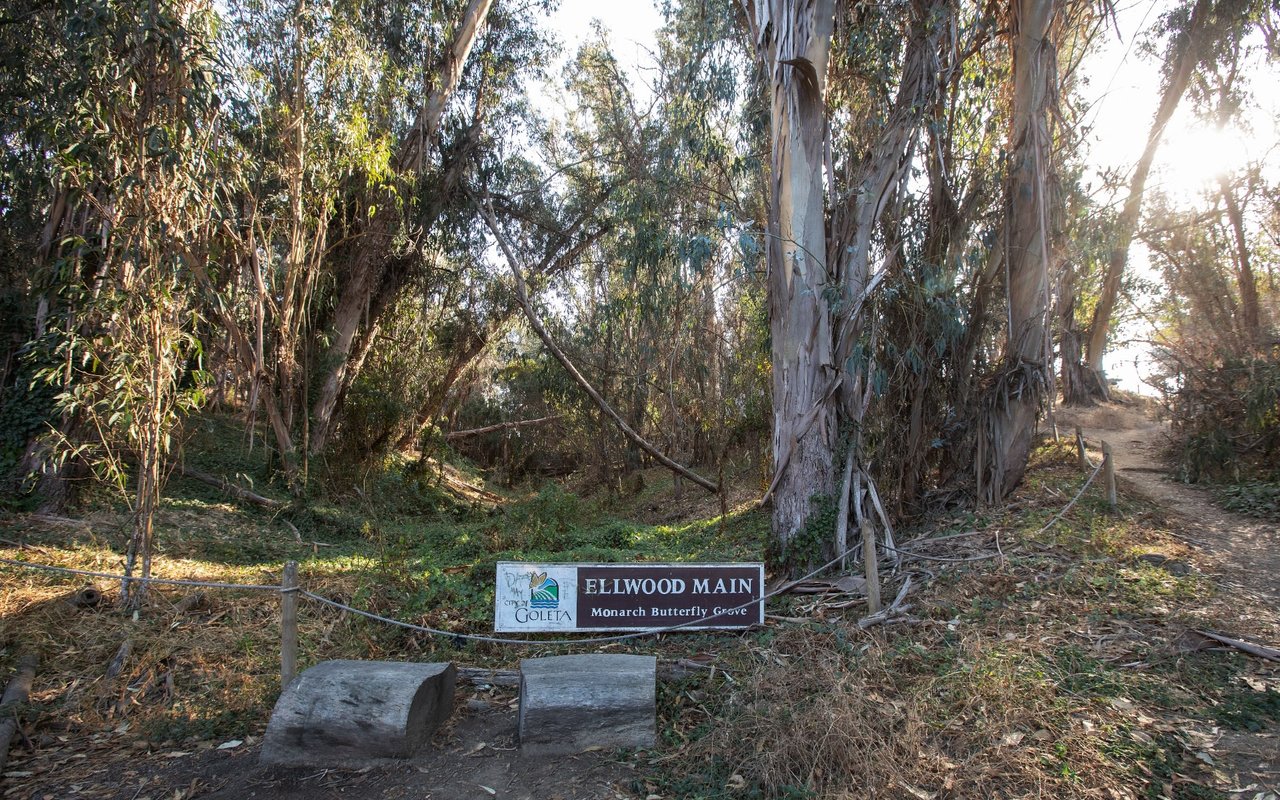 Goleta