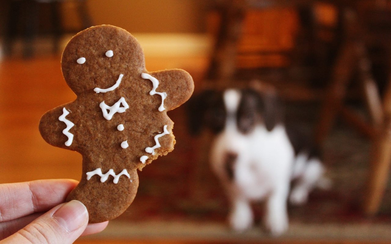 15 Healthy + Homemade Dog Treats for Your Pup