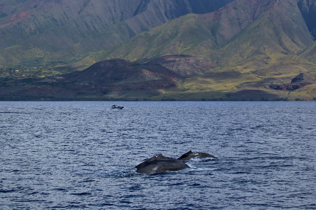 Lahaina | Kapalua | Napili