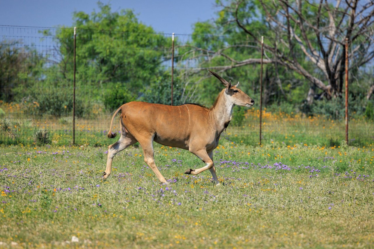 Golden Eagle Ranch