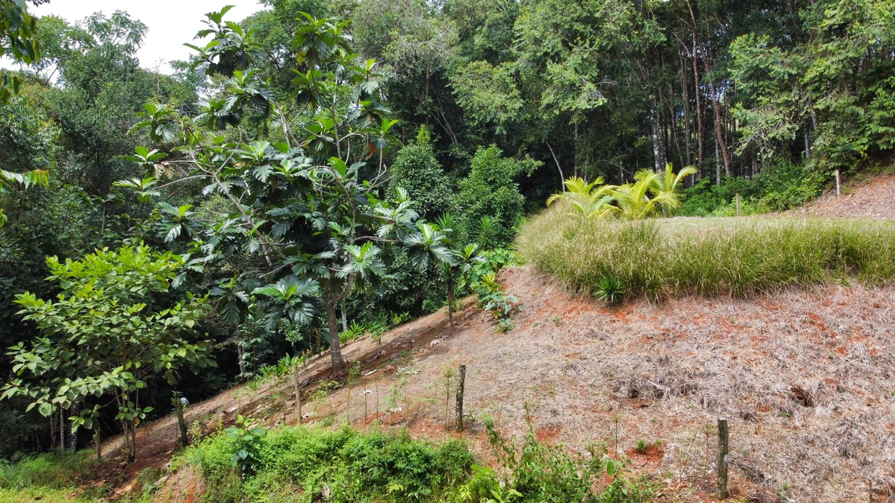Half Acre Lot in Platanillo, Minutes to the beach of Dominical