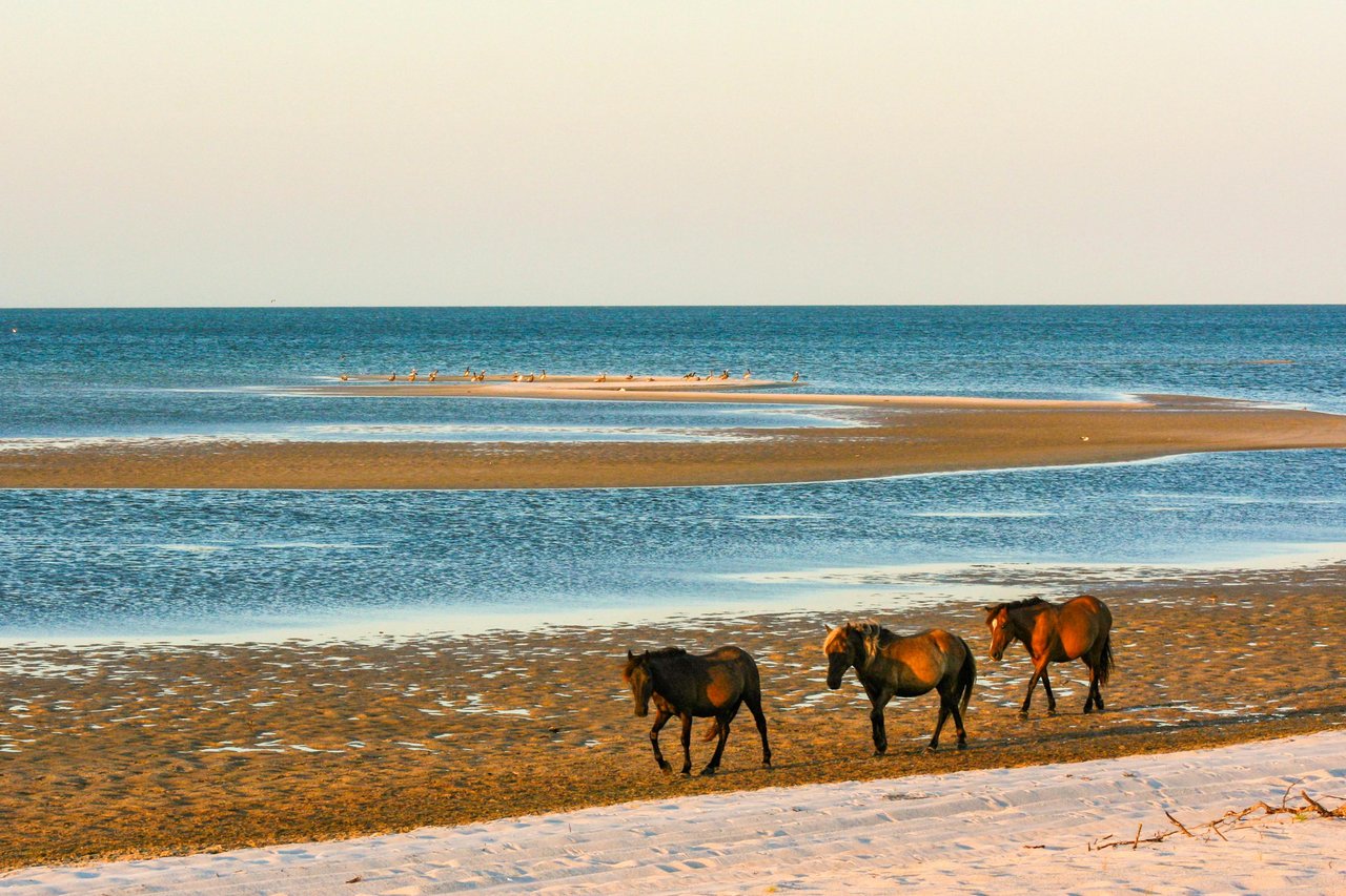 Wild Horses of North Carolina's Outer Banks