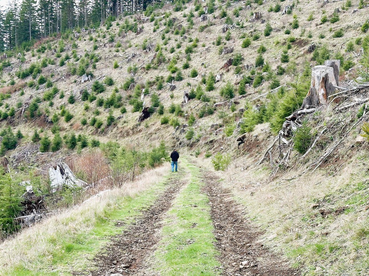 Cummins Creek Wilderness Overlook